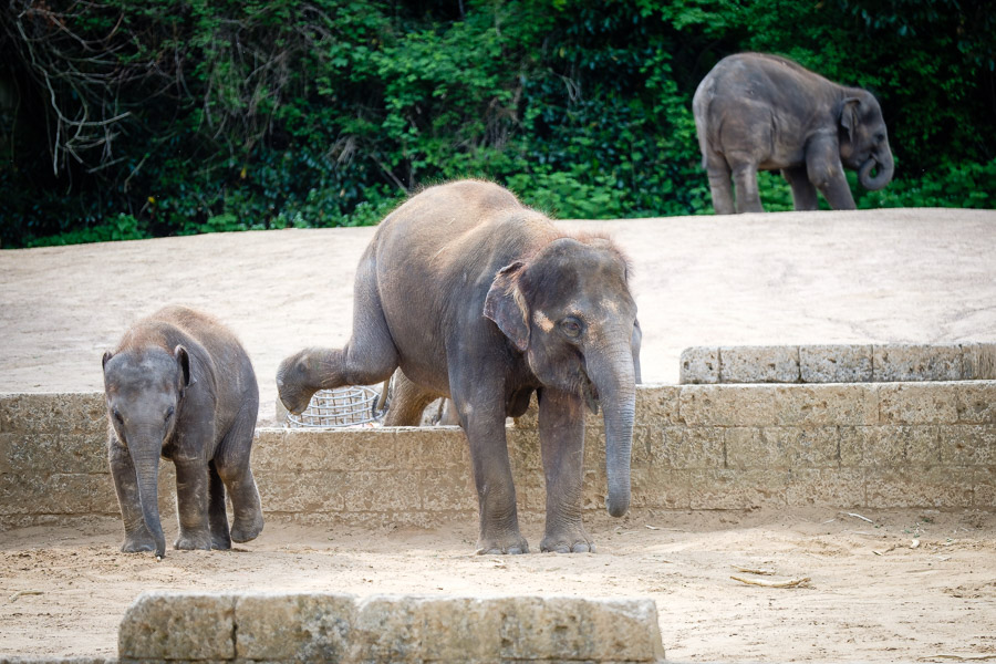 Elefantenbabies